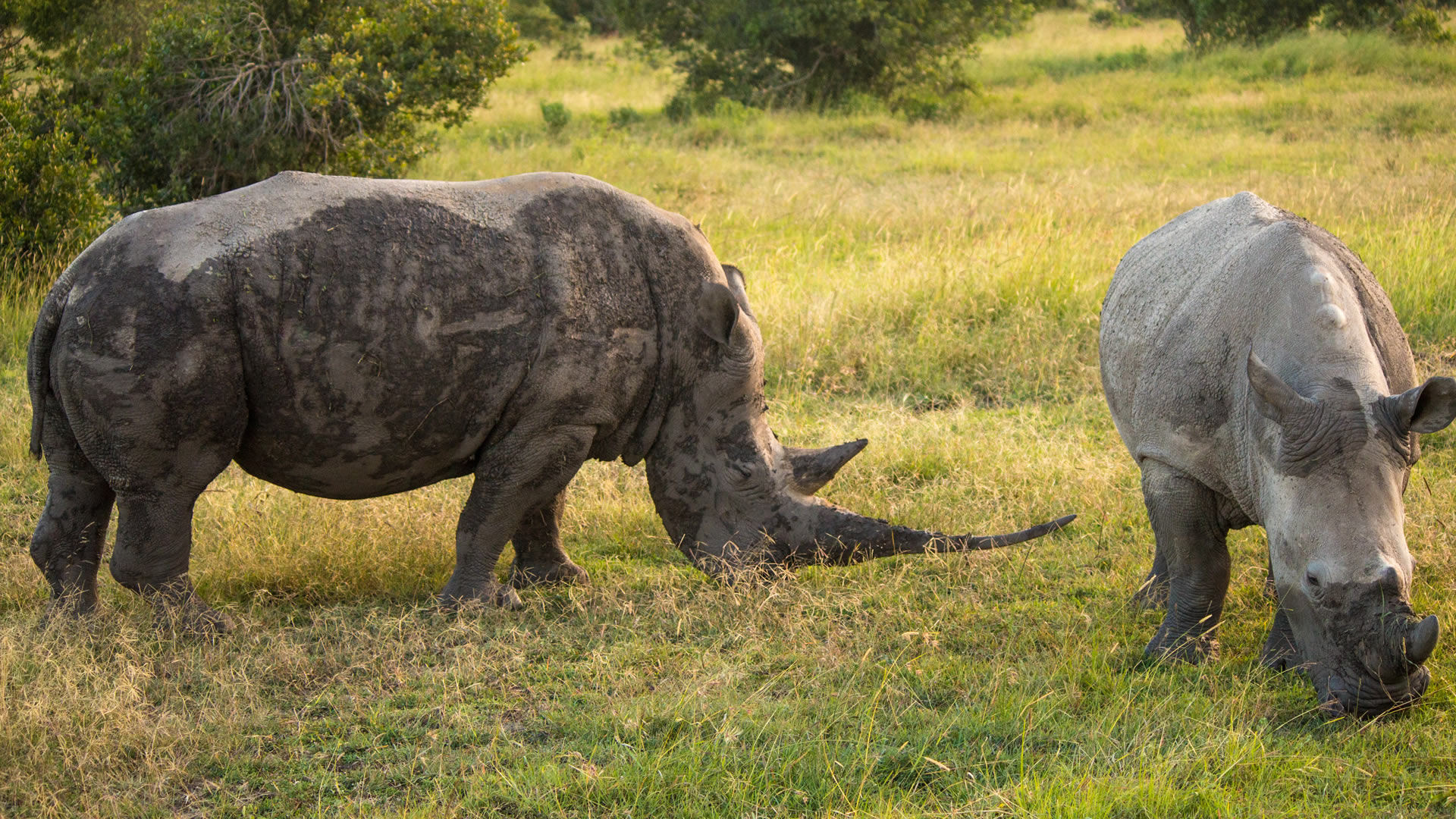  Ol Pejeta Conservancy  