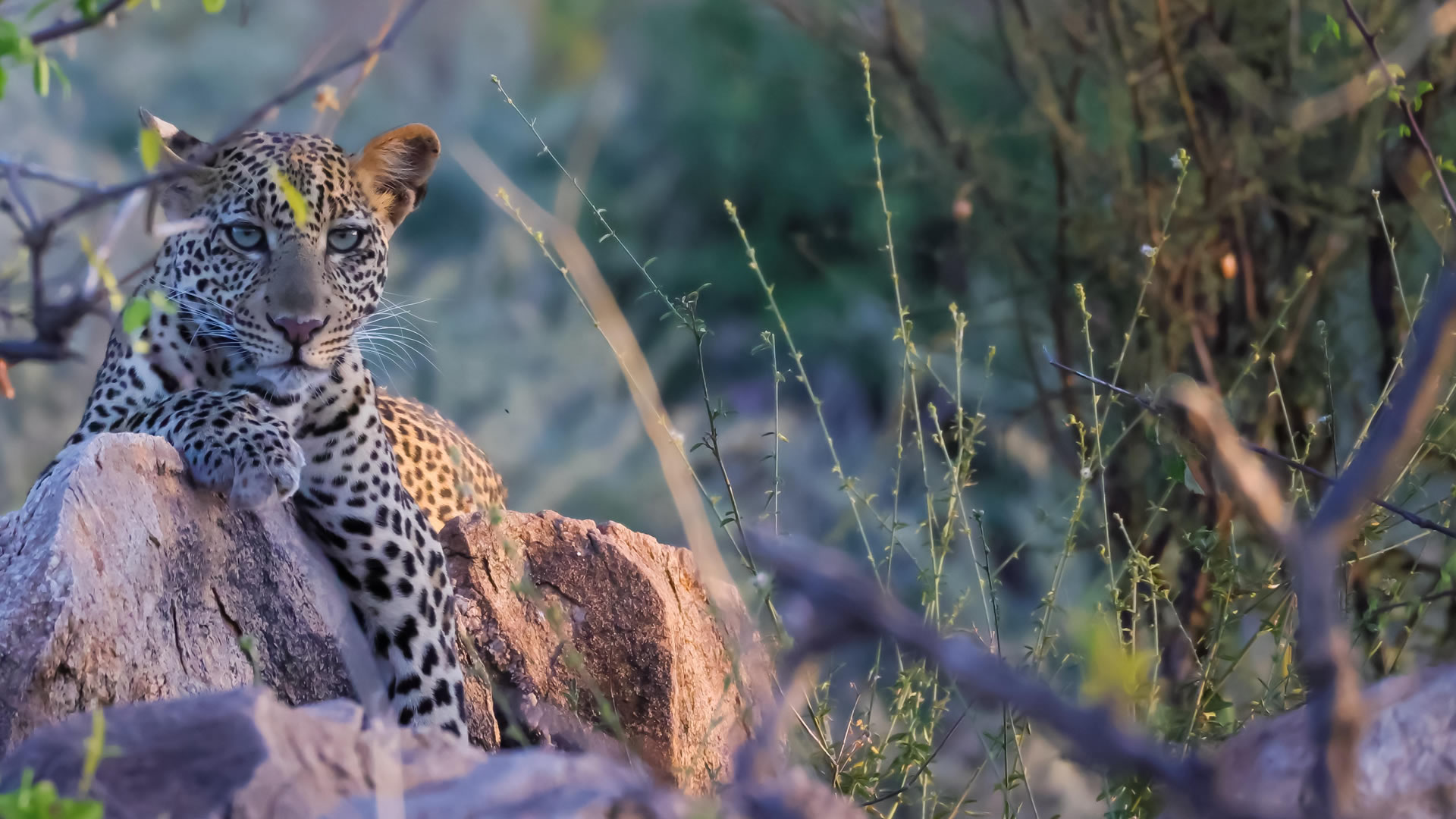  Samburu Game Reserve
