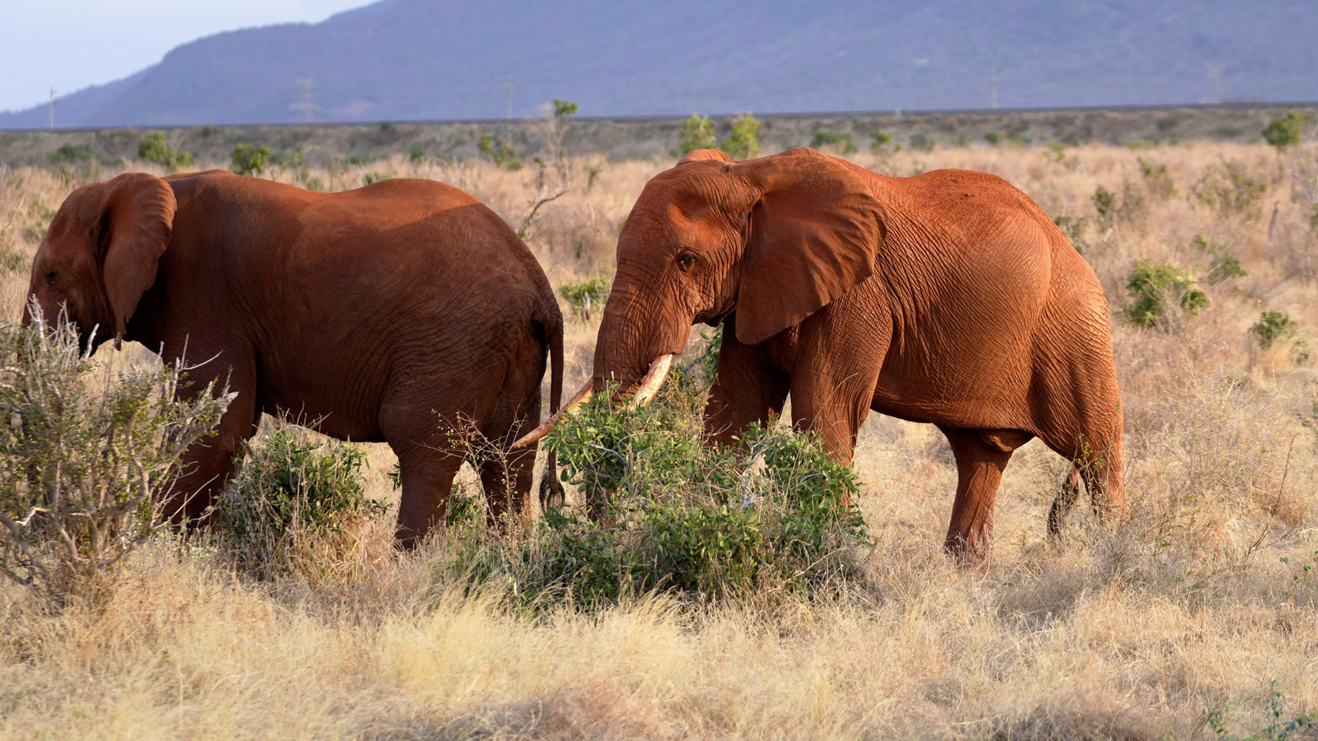  Tsavo East National Park