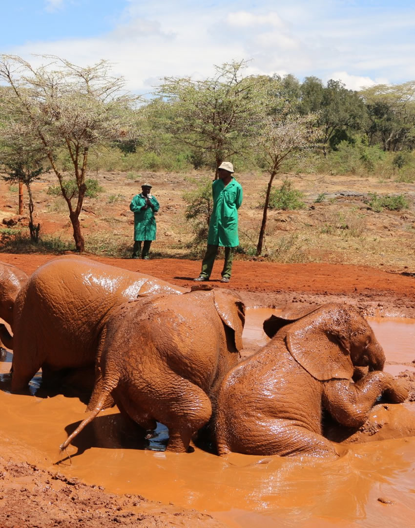 shedrick's elephant orphanage