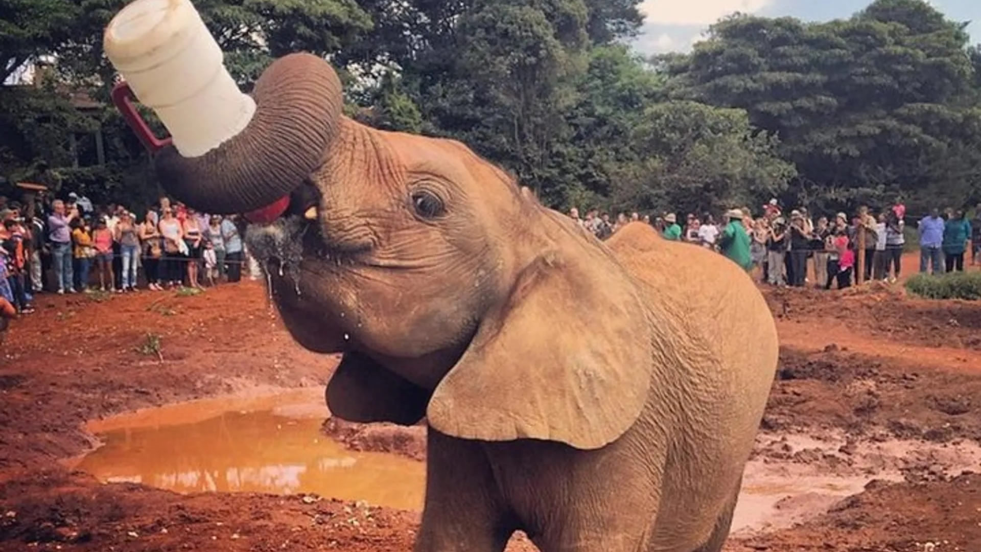 David Shedrick's Elephant Orphanage