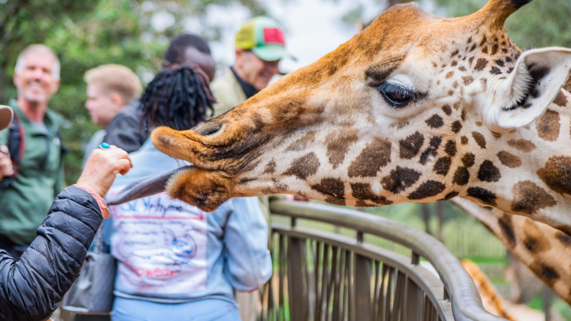Giraffe Center Nairobi