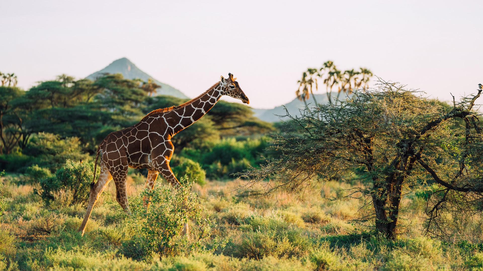 10 Days Kenya Explorer Safari