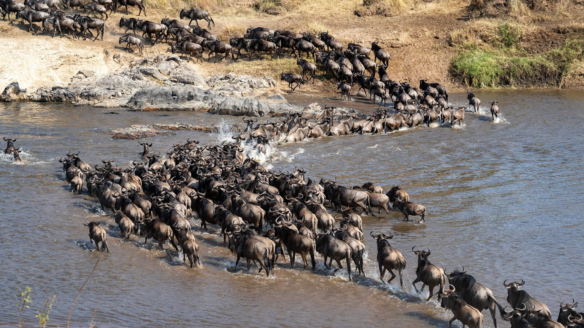4 Days Wildebeest Migration Safari