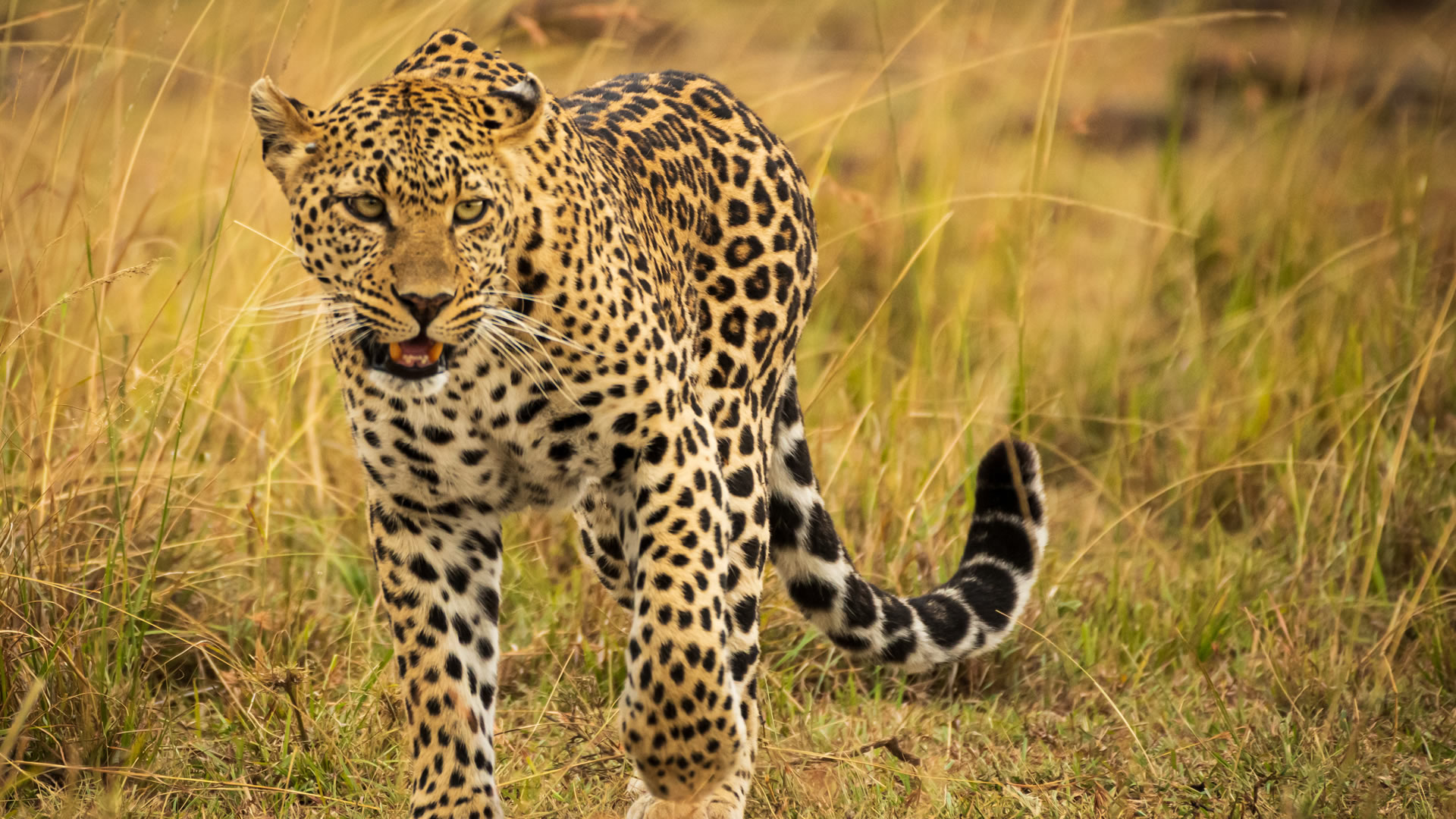  5 Days Luxury Kenya Safari 