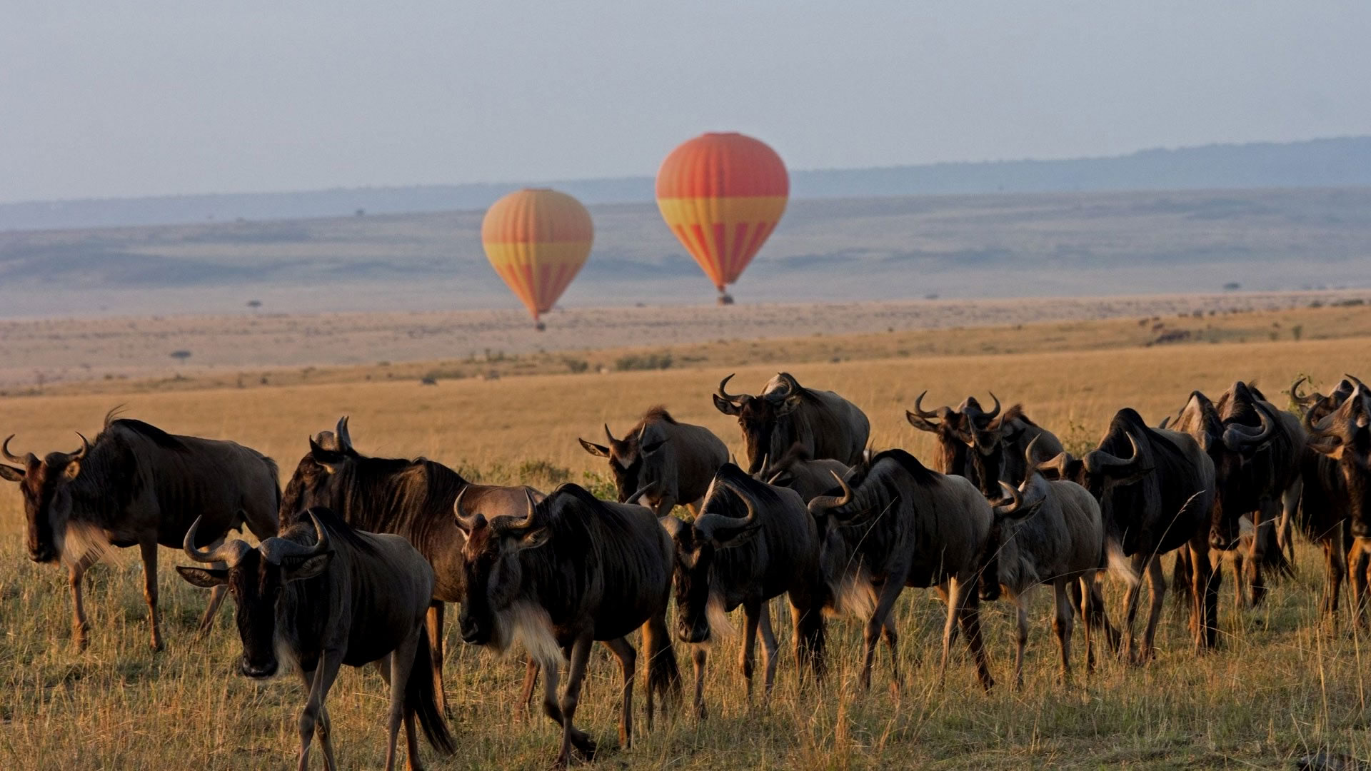 5 Days Migration Safari Plus Naivasha 