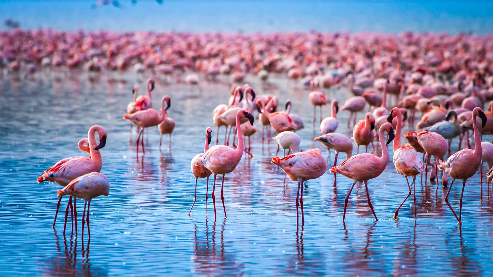 6 Days Kenya Wildlife and Lakes Safari 