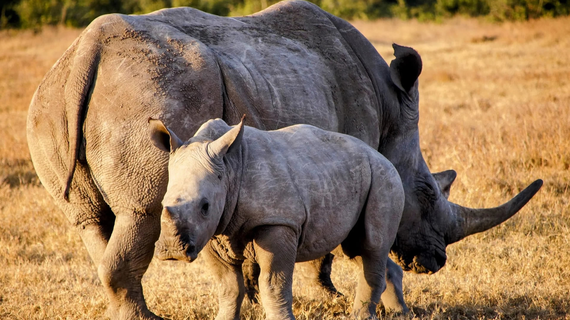 6 Days Luxury Rhino Safari