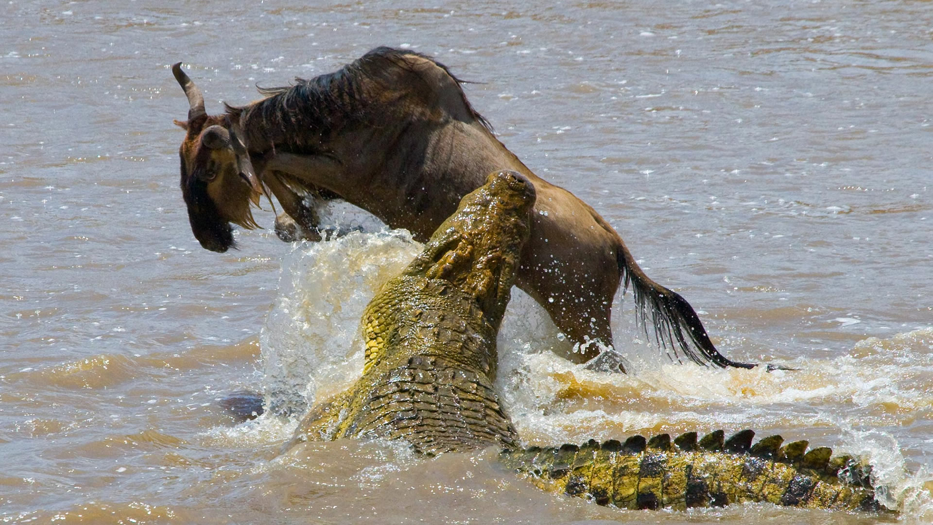  6 Days Migration Expedition Option 2