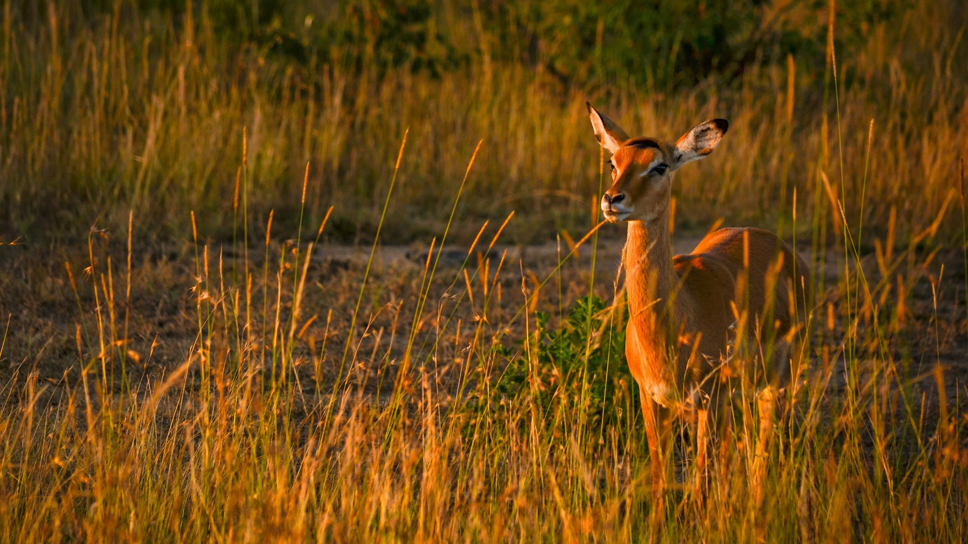 9 Days kenya's Finest Luxury Safari 