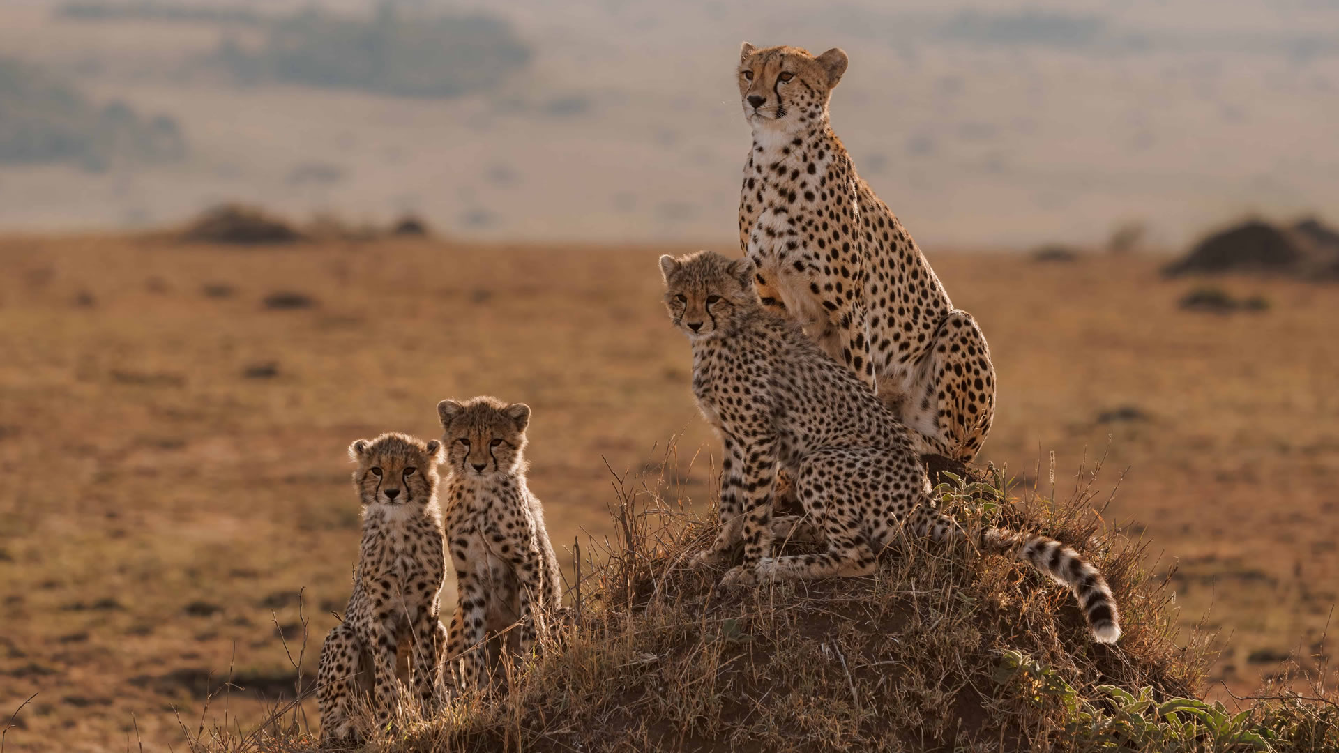 9 Days Kenya Untamed Luxury Safari 