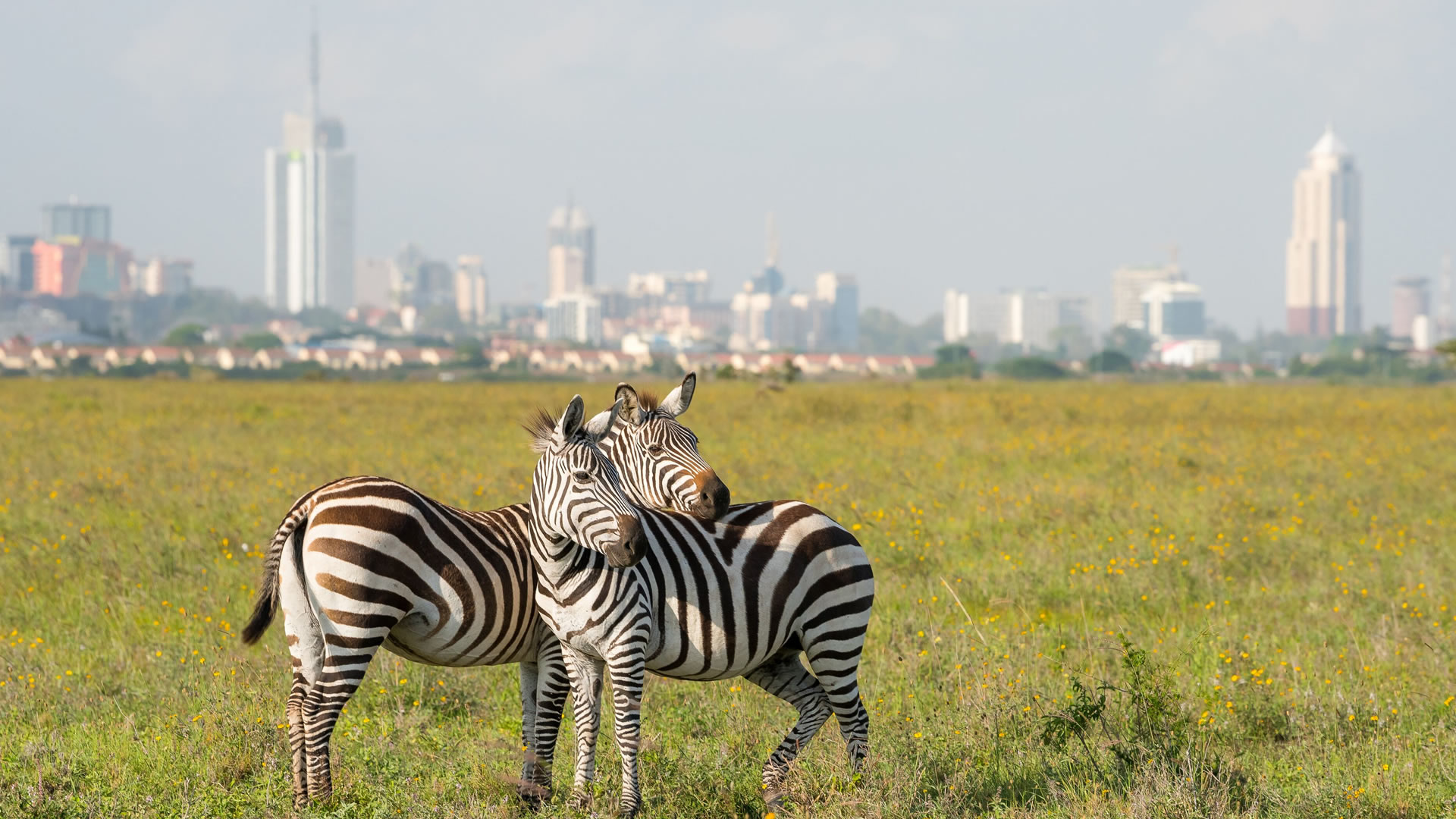 Nairobi City & Safari Experience – Where Wildlife Meets the City
