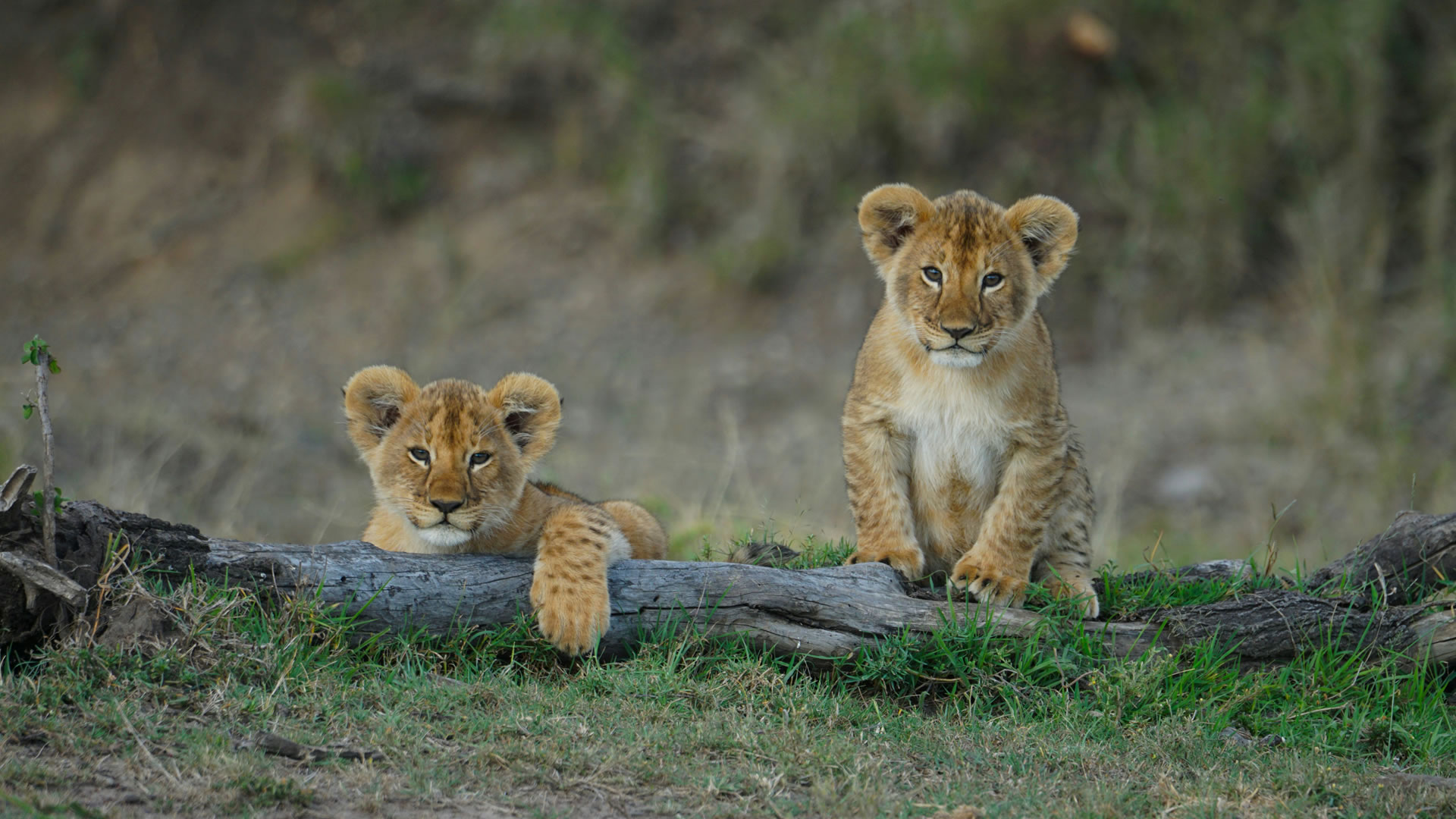 wildlife safaris