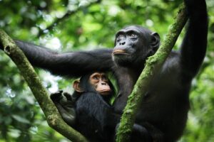 10 Days Epic Safari With Chimps Sanctuary Visit