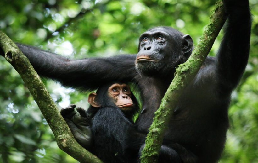 10 Days Epic Safari With Chimps Sanctuary Visit