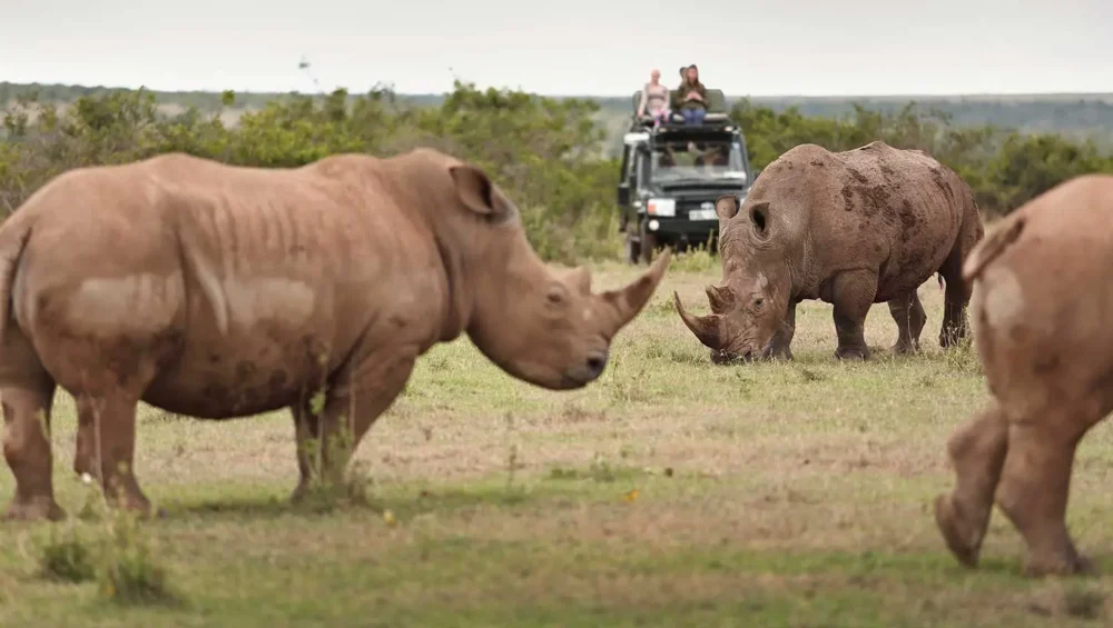 Game-viewing-Nakuru