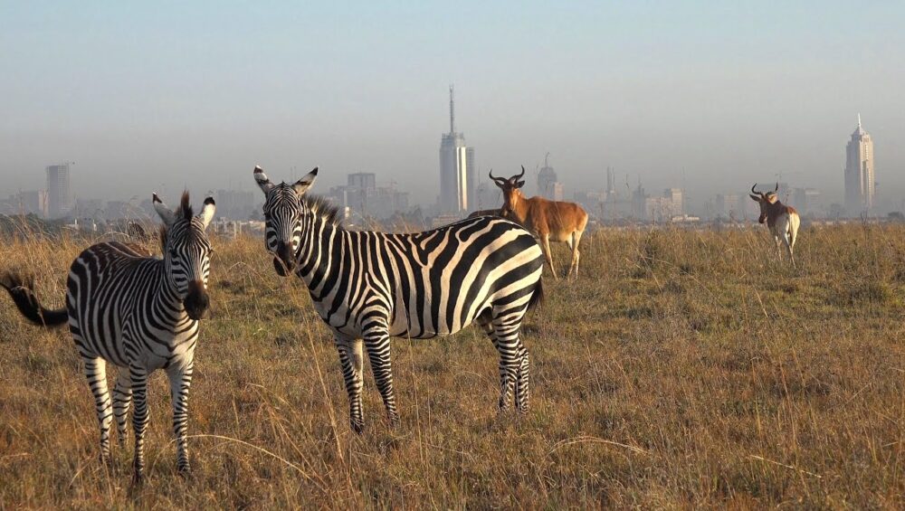 Nairobi National Park Day Tour With Royal Private Safaris